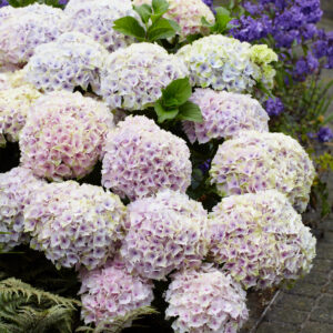 Kerti hortenzia - Hydrangea m. 'Magical Ocean' – gyökeres dugvány - 1 db
