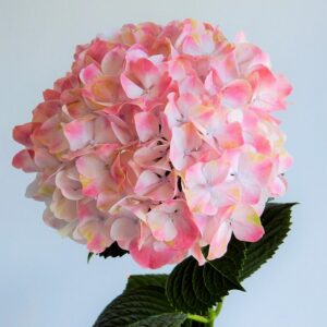 Kerti hortenzia - Hydrangea m. 'Magical Sweet Ruby' – gyökeres dugvány - 1 db