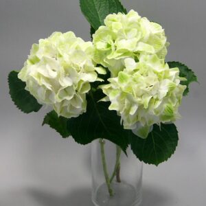 Kerti hortenzia - Hydrangea m. 'Magical Wings' – gyökeres dugvány - 1 db